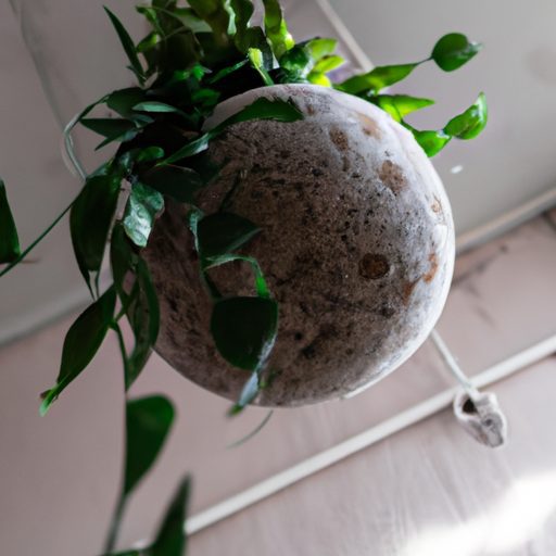 a kokedama hanging from a ceiling photor 512x512 49474980