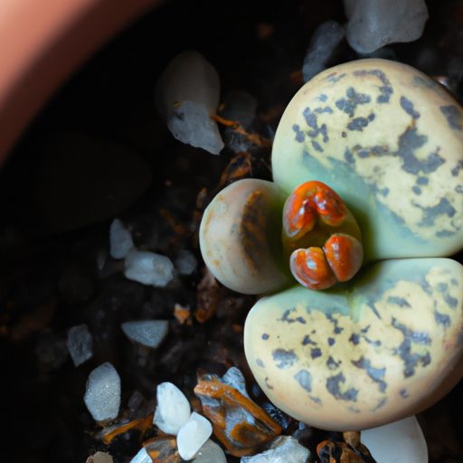 a lithops plant splitting to reveal new 512x512 46895195