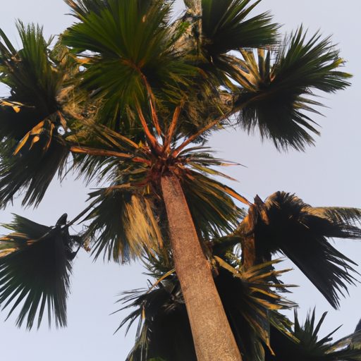 a lush areca palm standing tall photorea 512x512 10193780
