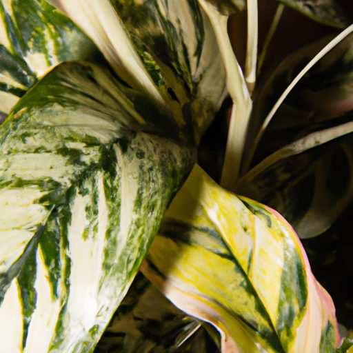 a lush chinese evergreen plant thriving 512x512 59661112