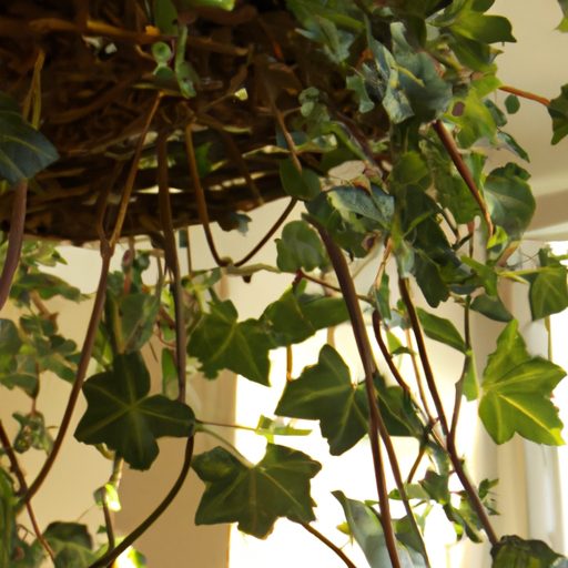 a lush english ivy plant cascading from 512x512 95513507