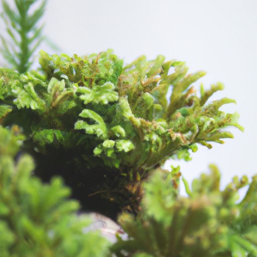 a lush green club moss plant in a whimsi 512x512 35544485