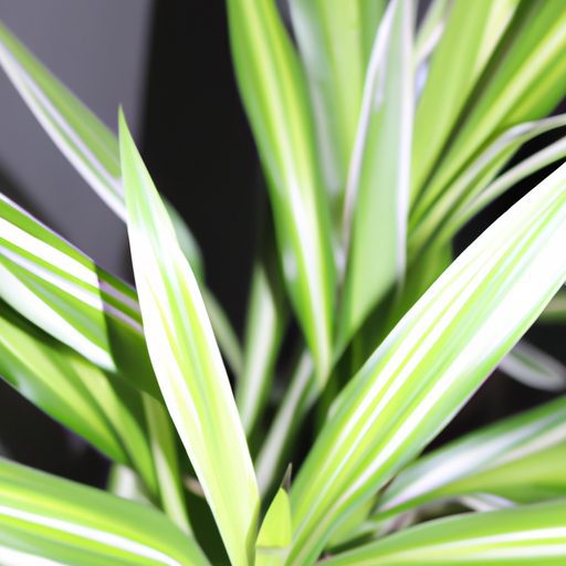 a lush green dracaena plant thriving pho 512x512 92559958