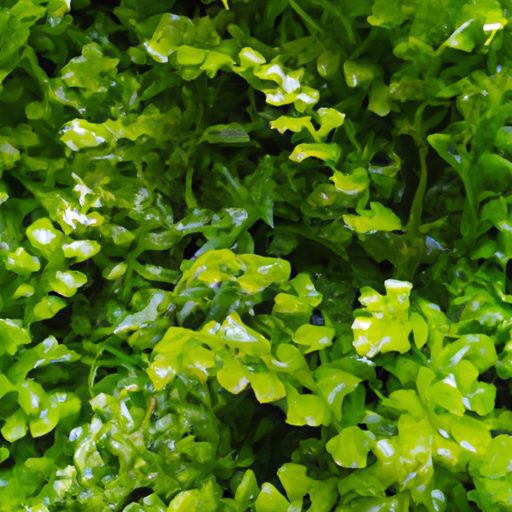 a lush green java fern thrives photoreal 512x512 62959676