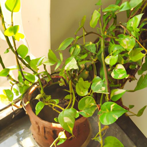 Best Money Plant For Home