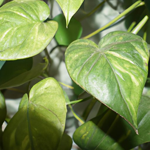 a lush green philodendron vine cascading 512x512 26167900