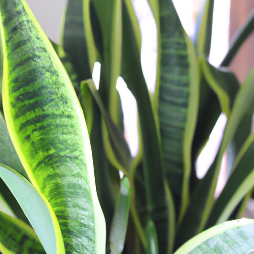 a lush green snake plant thriving photor 512x512 57992650