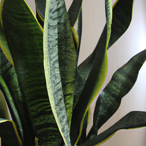 a lush green snake plant thriving photor 512x512 73403805