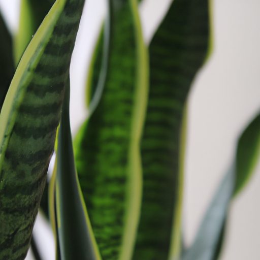 a lush green snake plant thriving photor 512x512 80668288