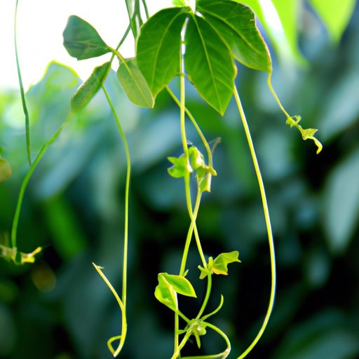 a lush green vine dripping with delicate 512x512 85236129