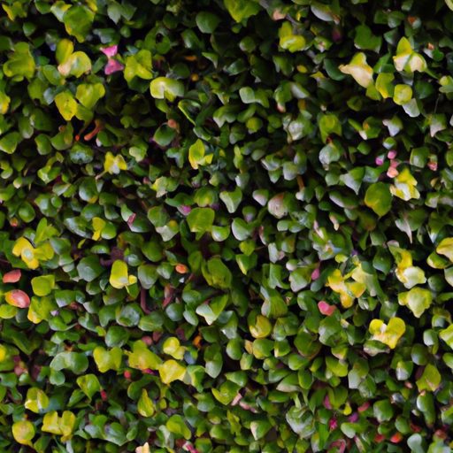 a lush green wall covered in english ivy 512x512 55590730