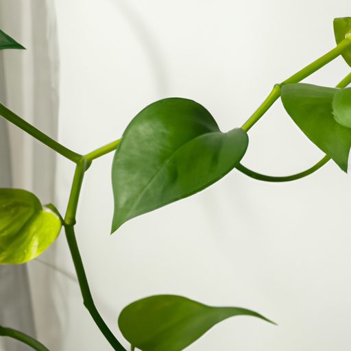 a lush pothos plant drapes gracefully ph 512x512 55564507