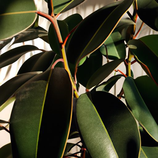 a lush rubber plant basking in soft filt 512x512 2300706