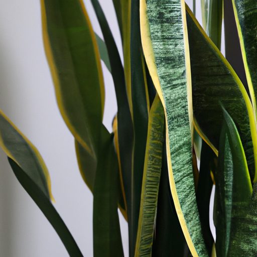 a lush snake plant thriving indoors phot 512x512 46310754