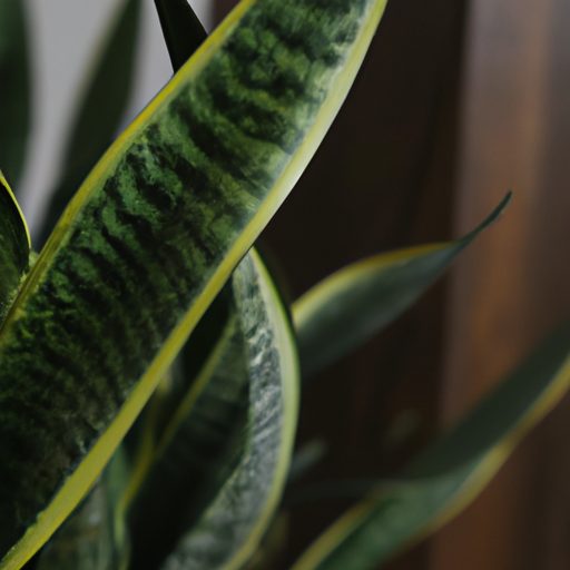 a lush snake plant thriving indoors phot 512x512 57965097