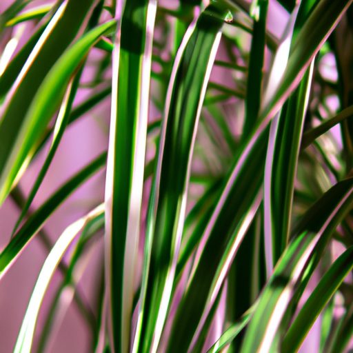 a lush spider plant gracefully cascading 512x512 84969105