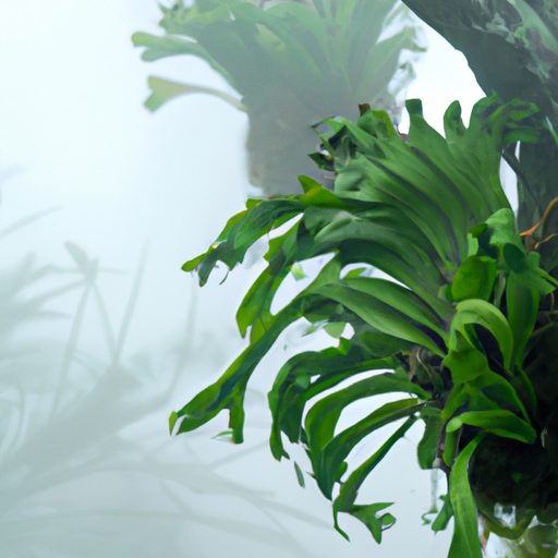 a lush staghorn fern surrounded by mist 512x512 66551883