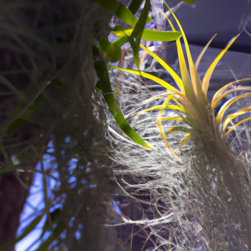 a lush tillandsia plant suspended in mid 512x512 14744631