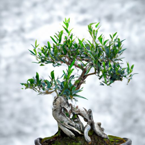 a majestic olive bonsai defying odds pho 512x512 47569041
