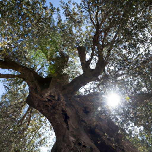 a majestic olive tree its branches stret 512x512 2478164
