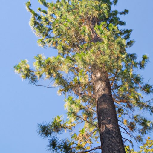 a majestic pine tree standing tall photo 512x512 65977486