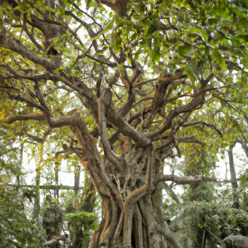 a majestic weeping fig tree gracefully f 512x512 83723220