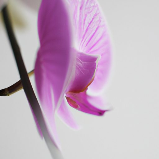 a mesmerizing orchid with twisted petals 512x512 52257198