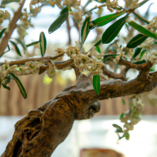 a miniature bonsai olive tree blooming w 512x512 38533527