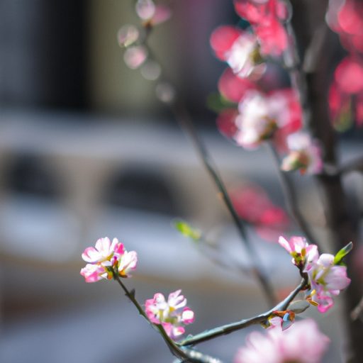 a miniature cherry blossom tree blooming 512x512 24406874