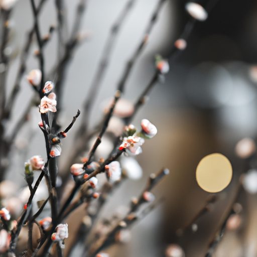 a miniature cherry blossom tree blooming 512x512 26232633