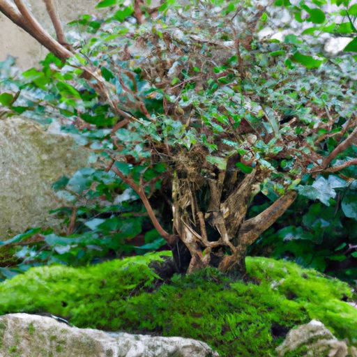 a miniature cypress bonsai tree graceful 512x512 85736668