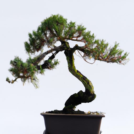 a miniature juniper bonsai tree thriving 512x512 53899241