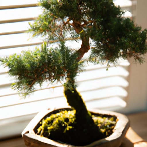 a miniature juniper bonsai tree with del 512x512 80169535