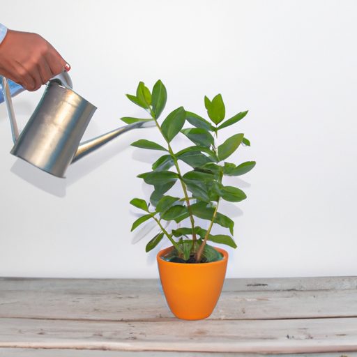 a person carefully watering a potted pla 512x512 65204653