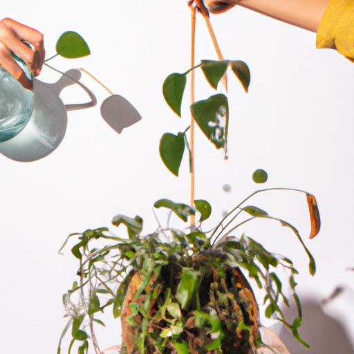 a person carefully watering kokedama pla 512x512 20595324