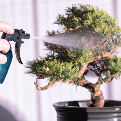 a person gently misting a bonsai tree wi 512x512 98652539