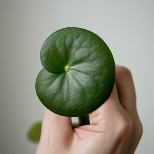 a person holding a healthy pilea peperom 512x512 39512333