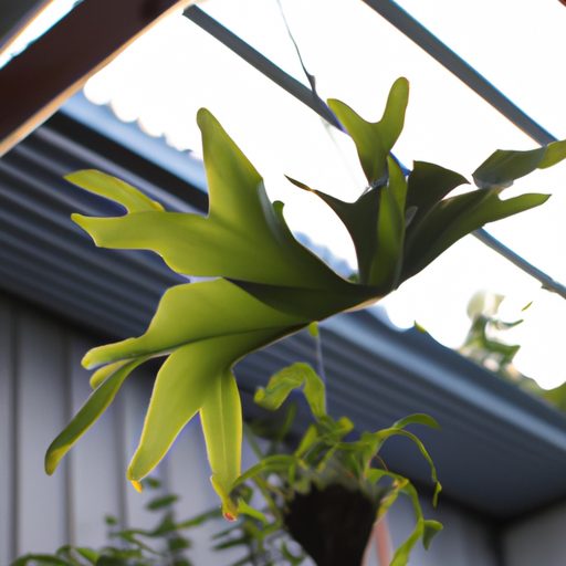 a radiant staghorn fern suspended mid ai 512x512 13919351