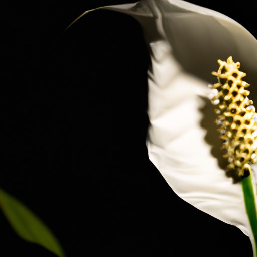 a serene peace lily blossoming gracefull 512x512 38927199