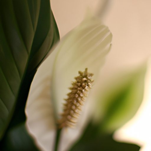 a serene peace lily blossoming gracefull 512x512 45404030