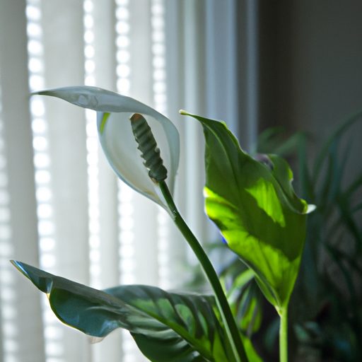 a serene peace lily nestled on a sunlit 512x512 87658190