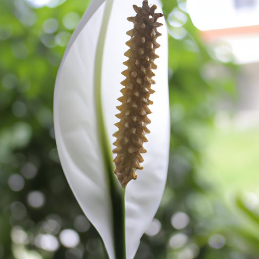 a serene white peace lily blossoming pho 512x512 12924864