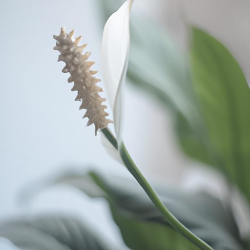 a serene white peace lily blossoming pho 512x512 92245252