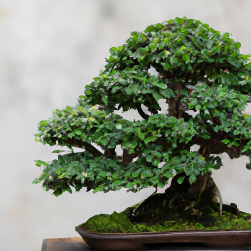 a small boxwood bonsai tree with meticul 512x512 70966766