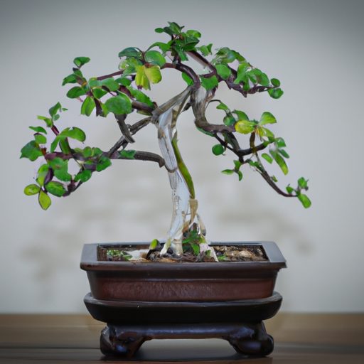 a small jade tree bonsai elegantly displ 512x512 72178575