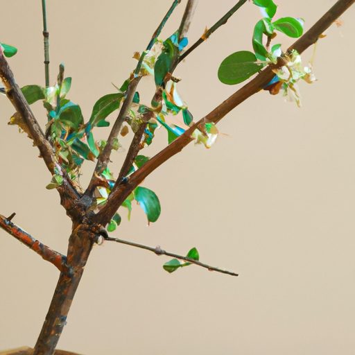 a small jujube tree indoors blooming pho 512x512 51243864