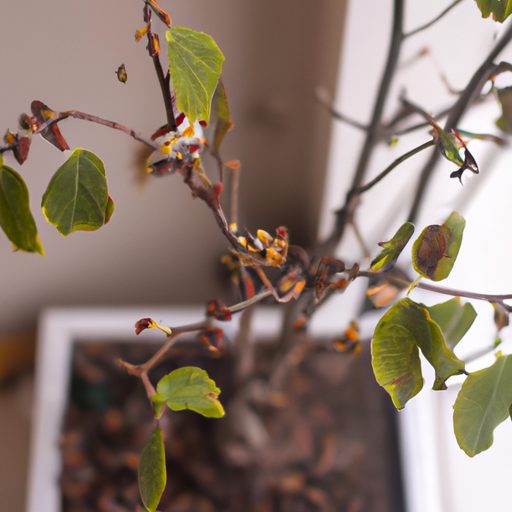 a small jujube tree indoors blooming pho 512x512 68382167