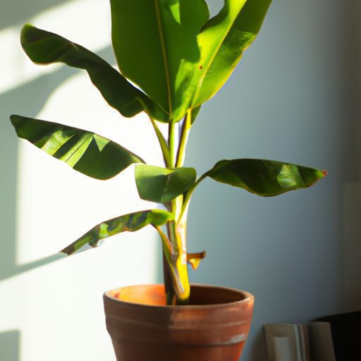 a small potted banana plant indoors phot 512x512 6972127