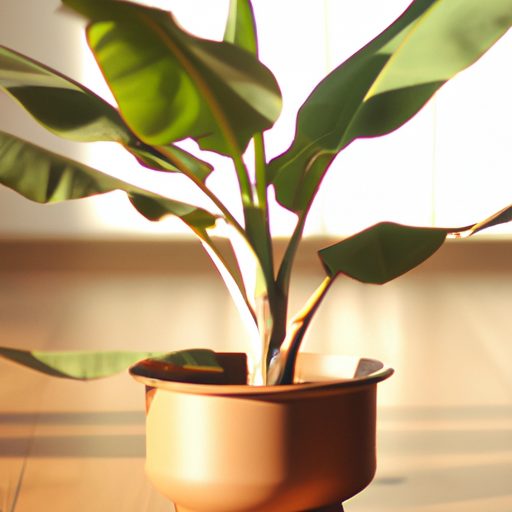 a small potted banana plant indoors phot 512x512 92429302