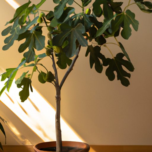 a small potted fig tree with vibrant gre 512x512 21443258